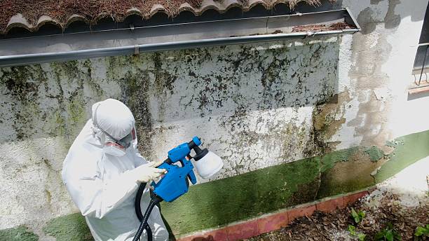 Top rated local Mold Removal specialists in Leander, TX